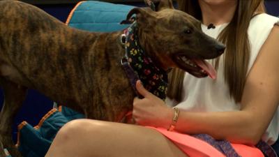 adopt smiley miley.jpg