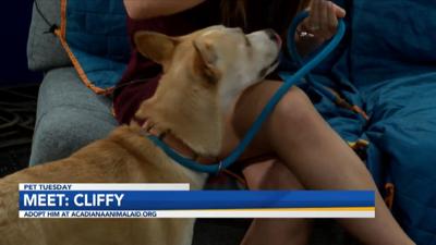 Adopt Cliffy.jpg